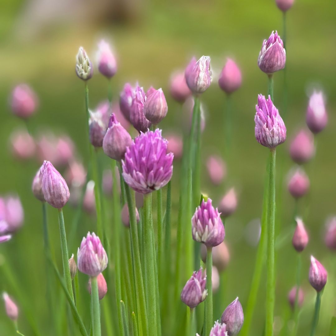 Pickled Chive Blossoms