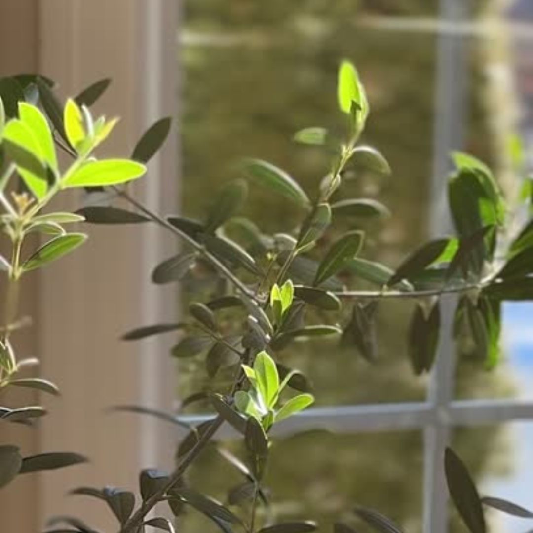 5 Surprising Health Benefits of Extra Virgin Olive Oil! At The Little Shop of Olive Oils in Franklin MA