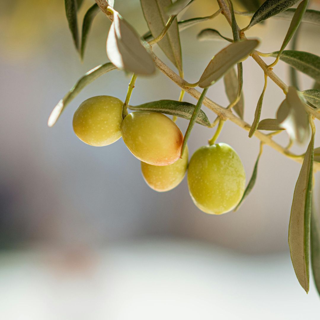 Biophenols vs. Polyphenols in Olive Oil: What Do They Mean?