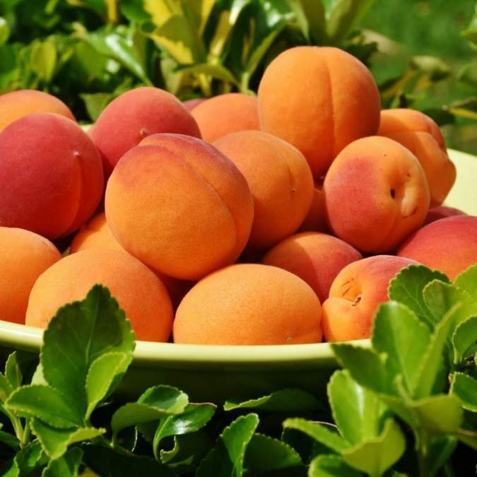 A close-up of ripe orange apricots piled in a light green bowl, surrounded by fresh green leaves outdoors.