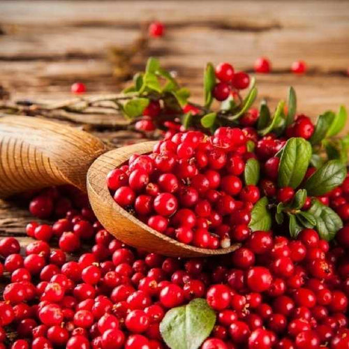 Fresh red cranberries with green leaves piled in a wooden spoon on a rustic wooden surface.