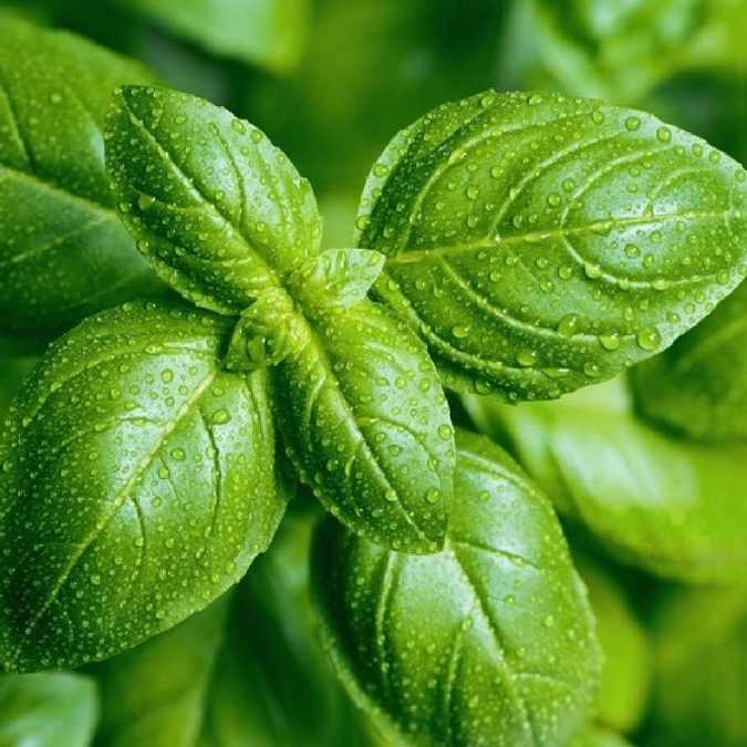 Close-up of fresh green basil leaves covered with water droplets, showing vibrant green color and detailed leaf veins.