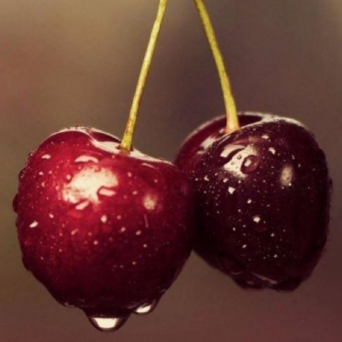 Two glossy cherries with wet water droplets hanging by yellow stems against a soft brown background.