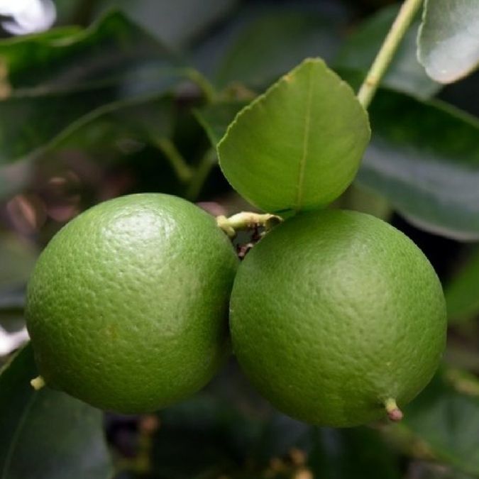 Two green limes hanging from a branch with green leaves in a natural outdoor setting.