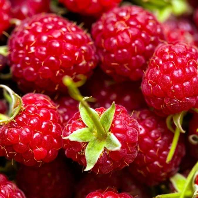 Fresh Raspberries at The Little Shop of Olive Oils.