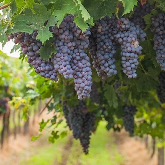 Clusters of dark purple grapes hanging from grapevines under green leaves in a vineyard.