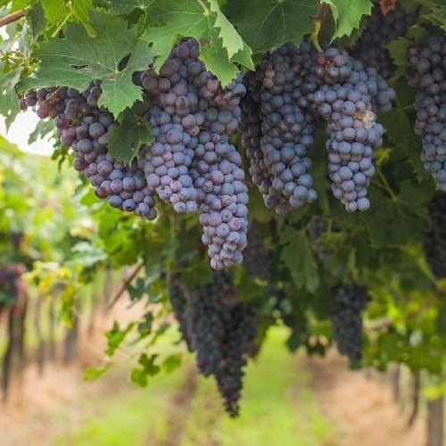 Clusters of dark purple grapes hanging from grapevines under green leaves in a vineyard.