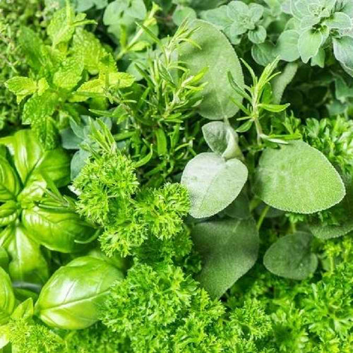 A close-up, top-down view of fresh green herbs, including basil, parsley, sage, and mint, filling the entire frame.