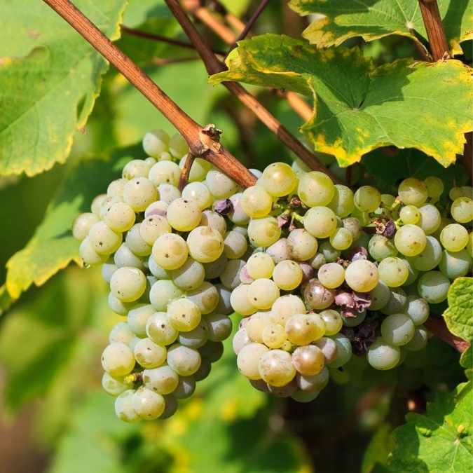 Clusters of pale green to yellow-green grapes hanging from a grapevine with green leaves and brown stems in a garden setting.
