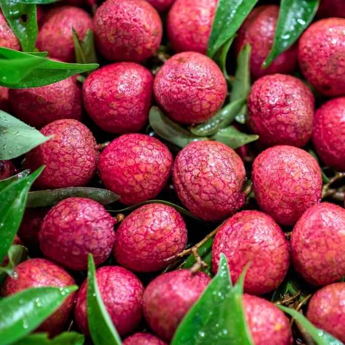 Close-up of fresh red lychees with green leaves and water droplets.