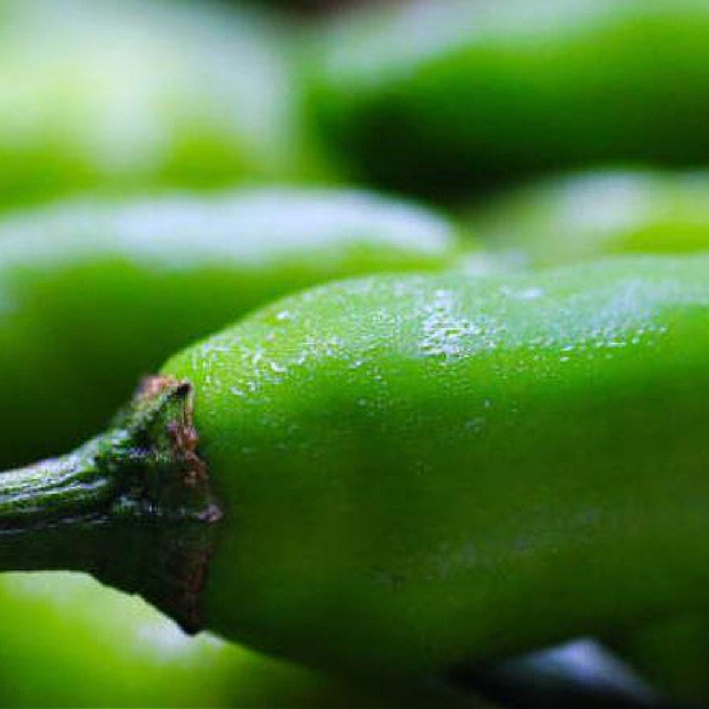 Jalapeno Pepper at The Little Shop of Olive Oils