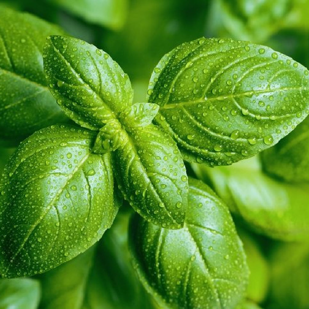Fresh Basil at The Little Shop of Olive Oils
